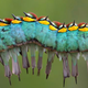 Illustration for article titled This is not a caterpillar